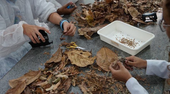                         Estudantes produzem confetes sustentáveis que serão distribuídos no Carnaval

       