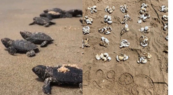 Vídeo: Em plena segunda-feira de Carnaval, tartarugas nascem na Praia do Janga, em Paulista