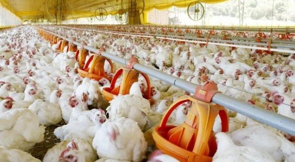 Galinhas abrigadas nas regiões Sul e Sudeste estavam estressadas