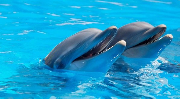 Imagem ilustrativa de dois golfinhos nadando