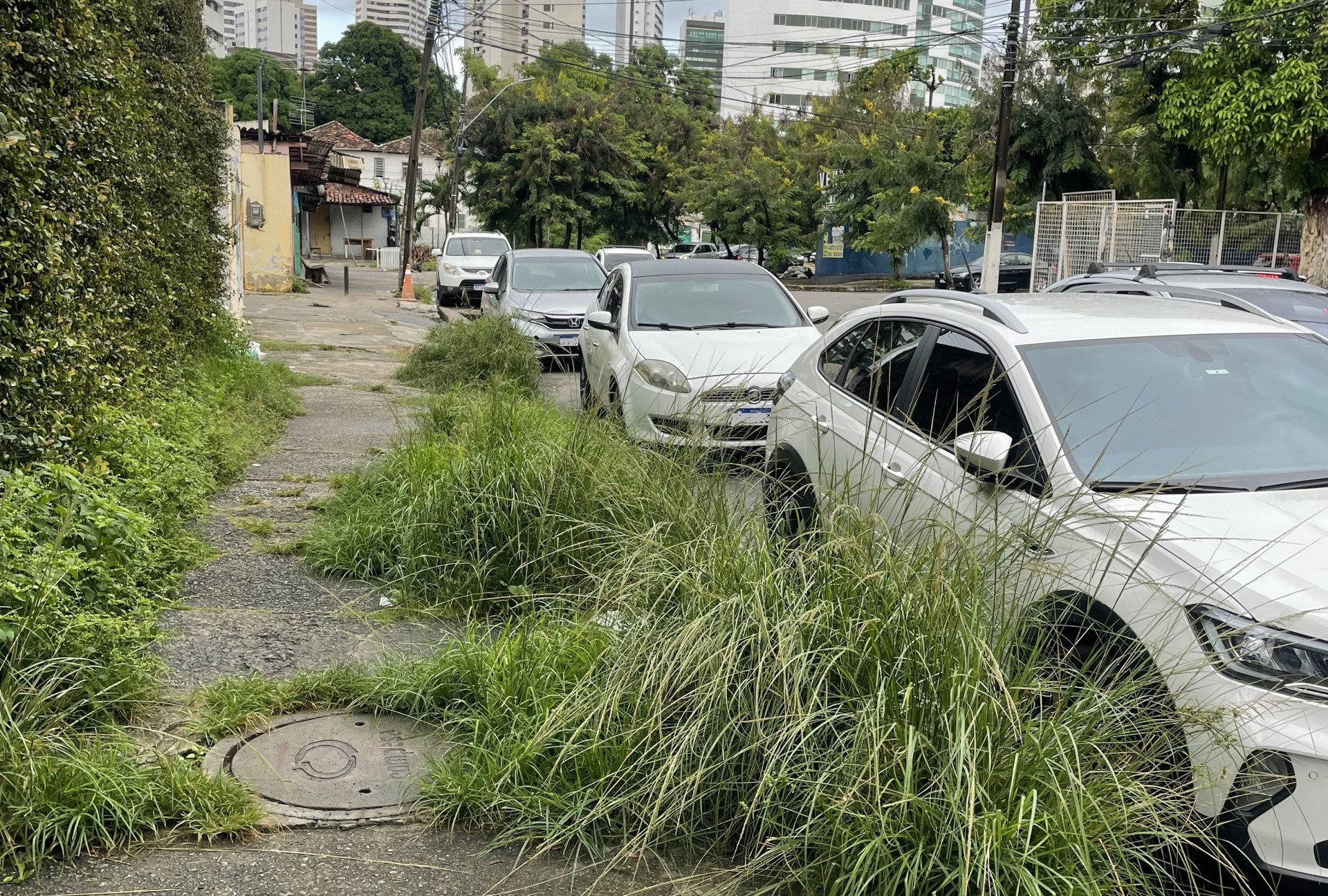 Matagal cresce em rua no bairro do Parnamirim