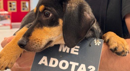 Imagem de um cachorro com uma placa 