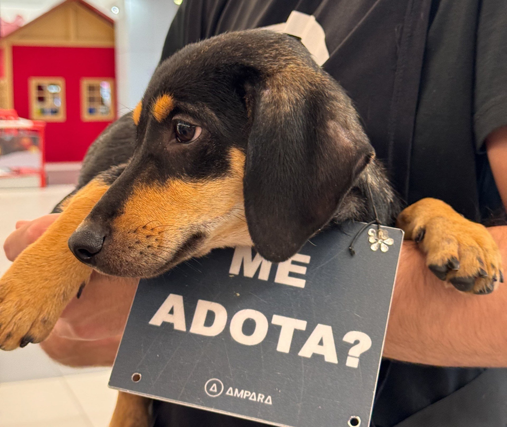 Galeria Carrefour Recife promove evento de adoção de pets