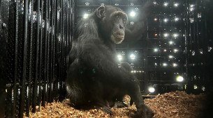 Yoko, o chimpanzé solitário da Colômbia que se reencontra com sua espécie no Brasil
