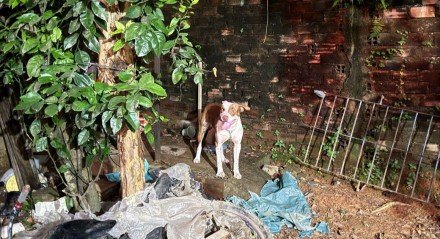 Pitbull mata bebê de três meses em São Lourenço da Mata