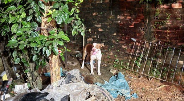 Pitbull mata bebê de três meses em São Lourenço da Mata