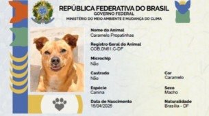 A principal vantagem do microchip e do QR Code é garantir que o animal perdido seja identificado e devolvido ao tutor com mais facilidade