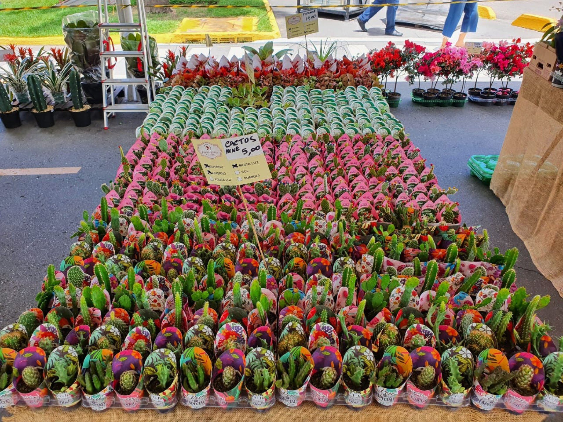 Festival Flores de Holambra acontece no Pátio da Basílica do Carmo