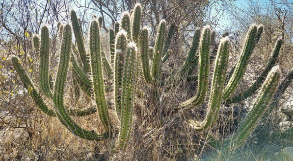 Bioma Caatinga ocupa cerca de 70% do território de Pernambuco