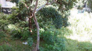 Terreno baldio coloca em risco a saúde da população
