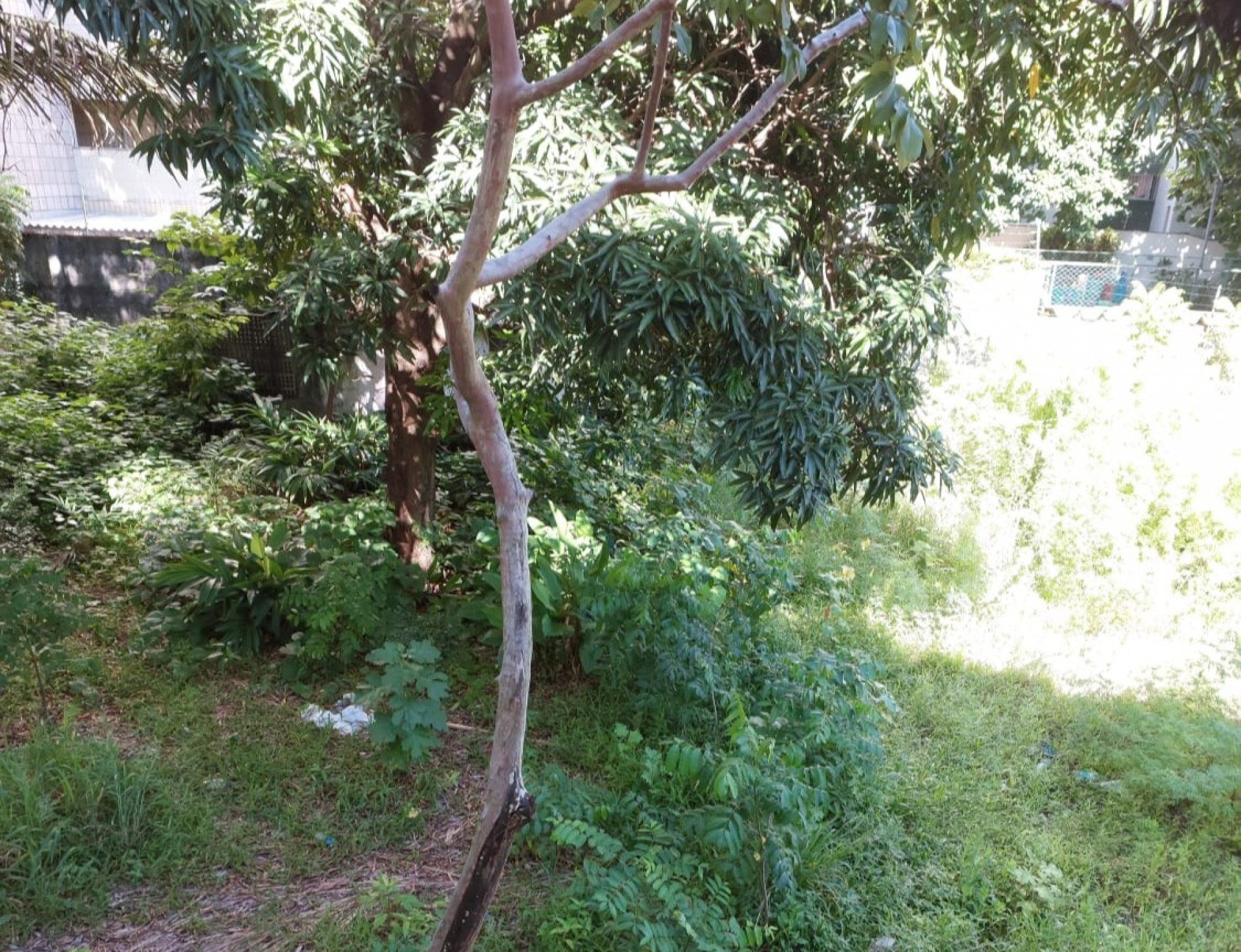 Voz do Leitor, 04/05: Terreno baldio coloca em risco a saúde da população
