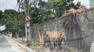 Árvore frondosa é derrubada pela Emlurb