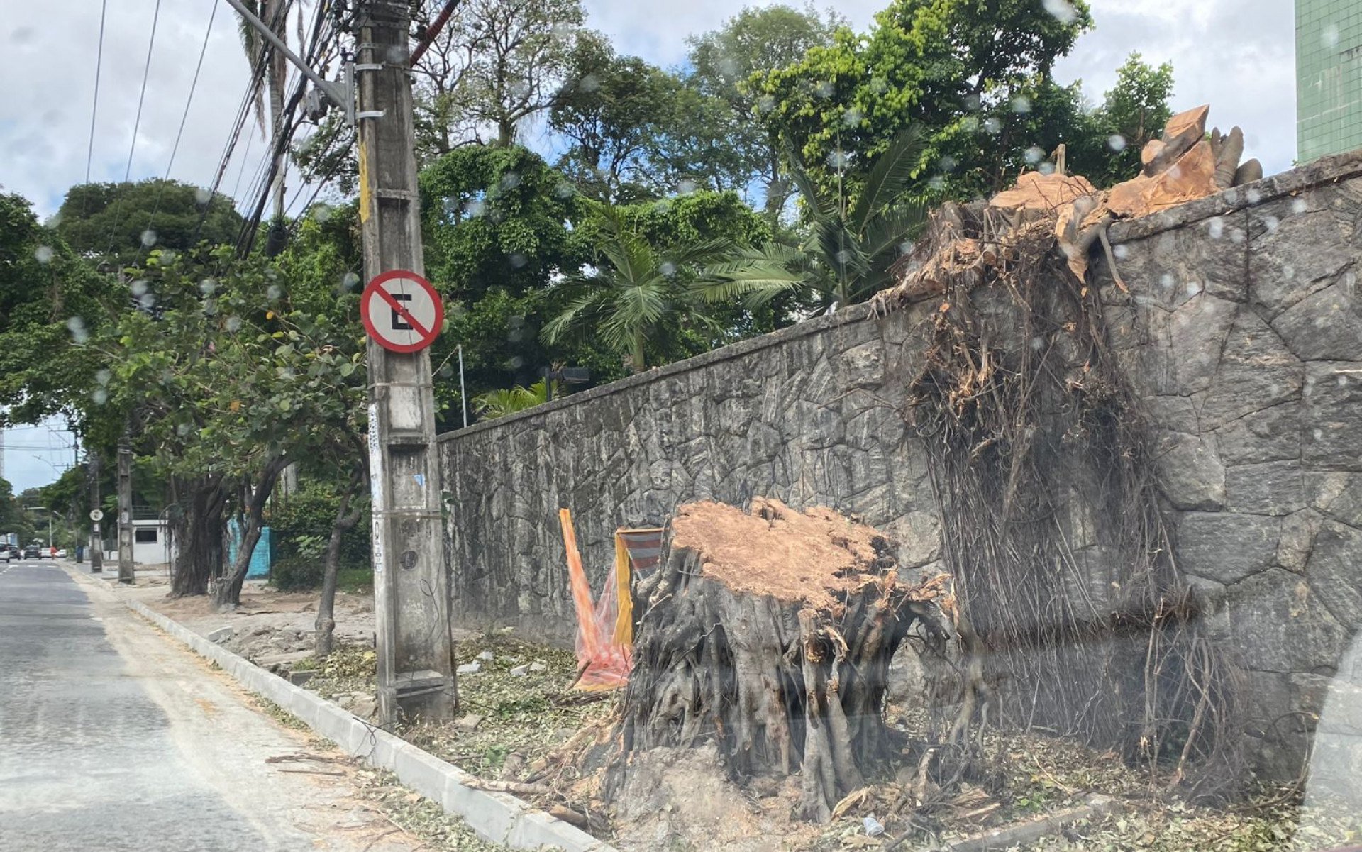 Voz do Leitor, 10/05: Árvore frondosa é derrubada pela Emlurb