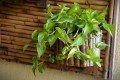 PLANTAS