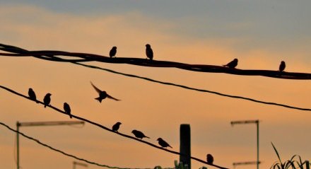 Imagem de pássaros em fios elétricos