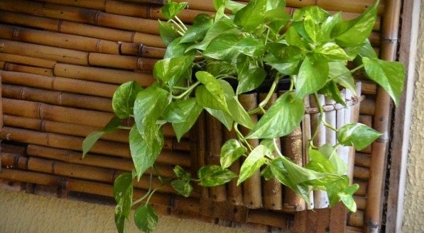 Como criar uma barreira de plantas contra escorpiões e lacraias