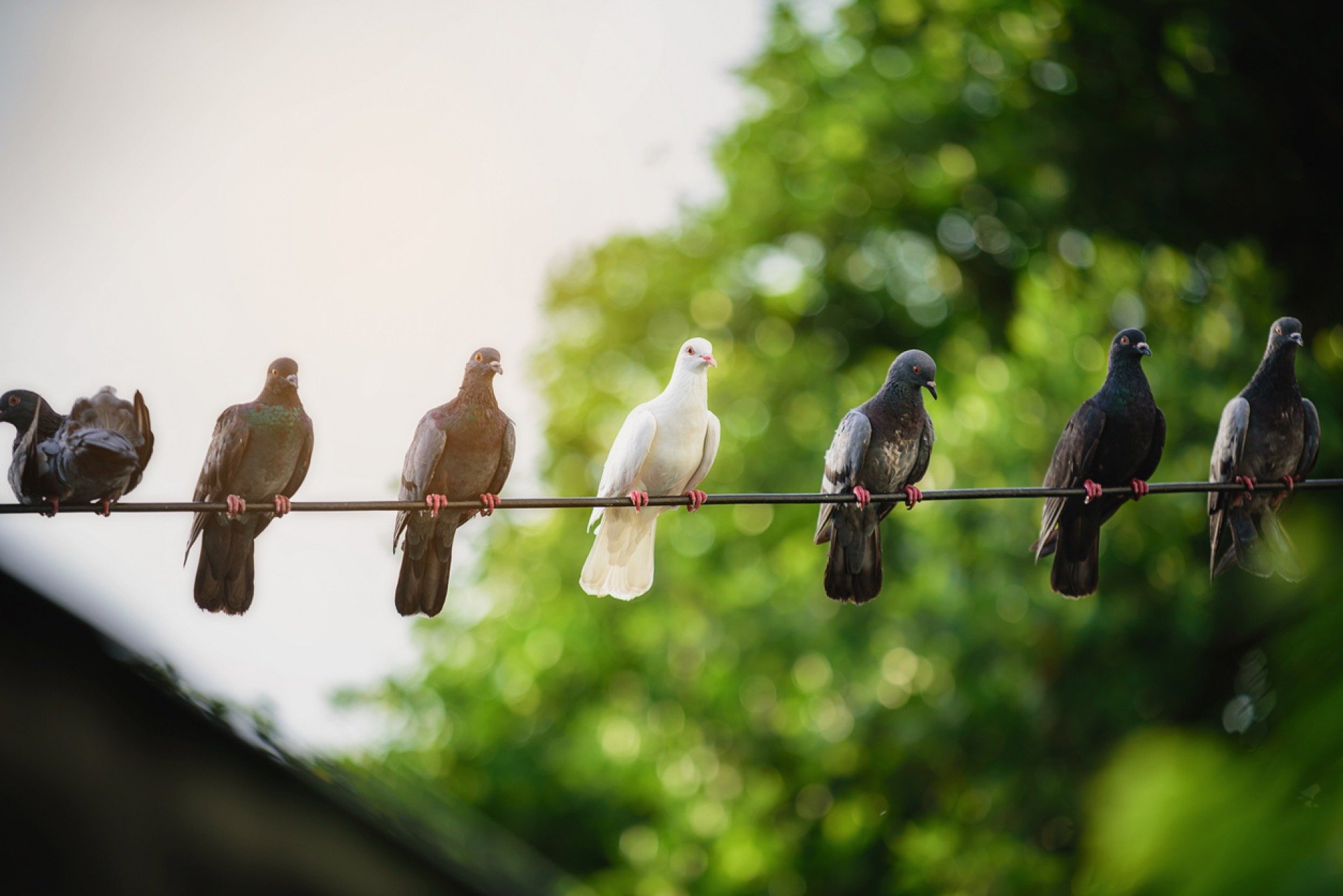 iStock