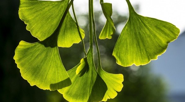 Ginkgo biloba