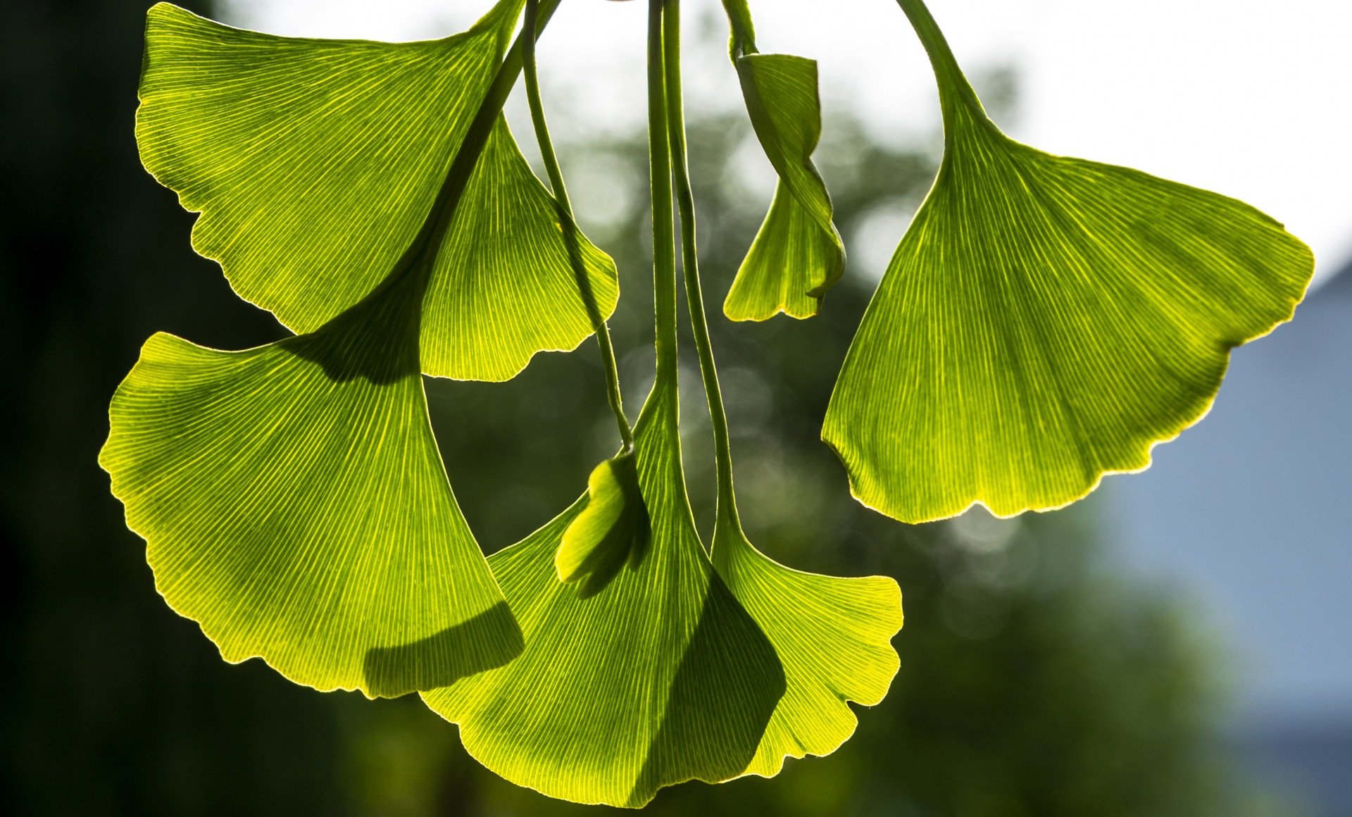Ginkgo biloba