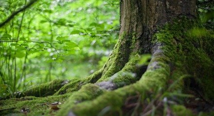 A cidade de Marechal Thaumaturgo fica cercada por uma mata fechada