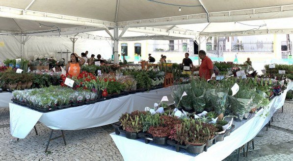 Festival de flores no Centro do Recife chega aos últimos dias