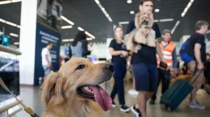 Empresas aéreas podem se negar a embarcar animais de suporte emocional, diz STJ