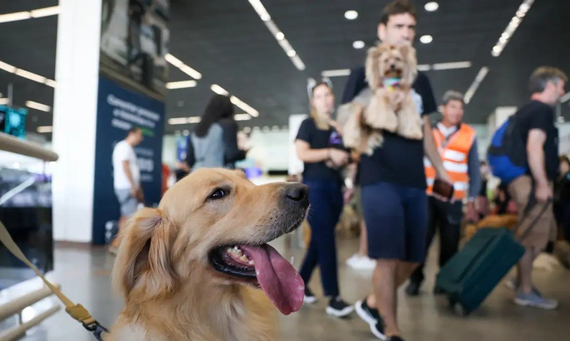 Empresas aéreas podem se negar a embarcar animais de suporte emocional, diz STJ