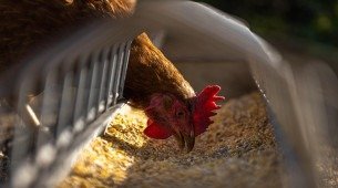 Imagem de galinha se alimentando 