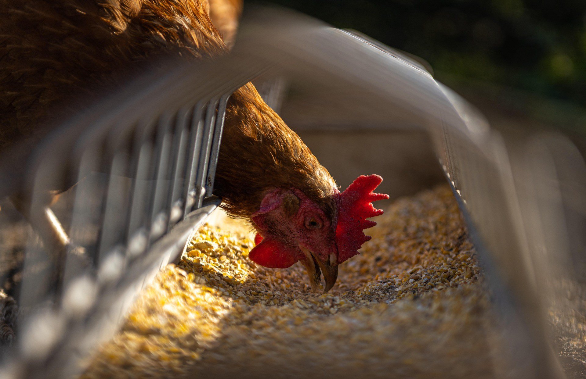 China suspende habilitação de 51 frigoríficos de frango brasileiros após caso de gripe aviária