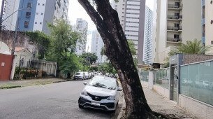 Árvore com risco de queda preocupa moradores