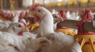 O Brasil notificou à Organização Mundial de Saúde Animal (OMSA) sobre o seu primeiro caso detectado de gripe aviária no dia 16 deste mês de maio