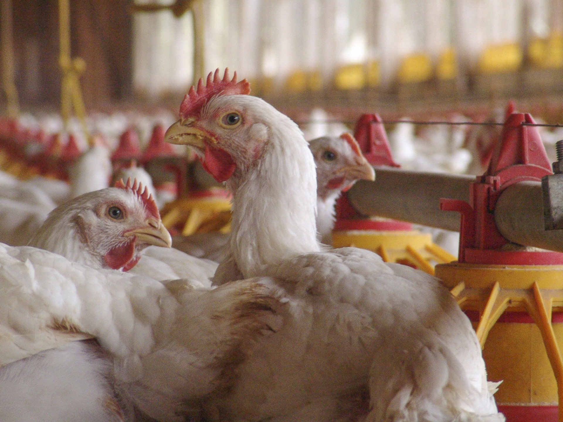 Gripe aviária: desinfecção de granja no RS é concluída após foco da doença
