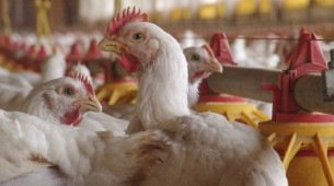 Há 'fortes indícios' de que foco de gripe aviária está contido, diz ministro da Agricultura