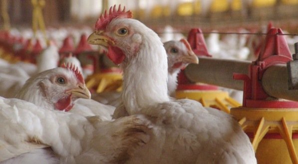 Há 'fortes indícios' de que foco de gripe aviária está contido, diz ministro da Agricultura
