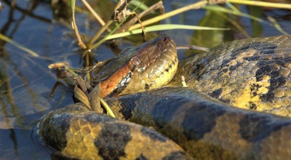 Essa cidade brasileira paradisíaca é lar de 3 serpentes da maior espécie do mundo