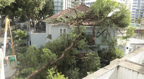 Árvore de grande porte caiu no bairro do Espinheiro e feriu duas mulheres