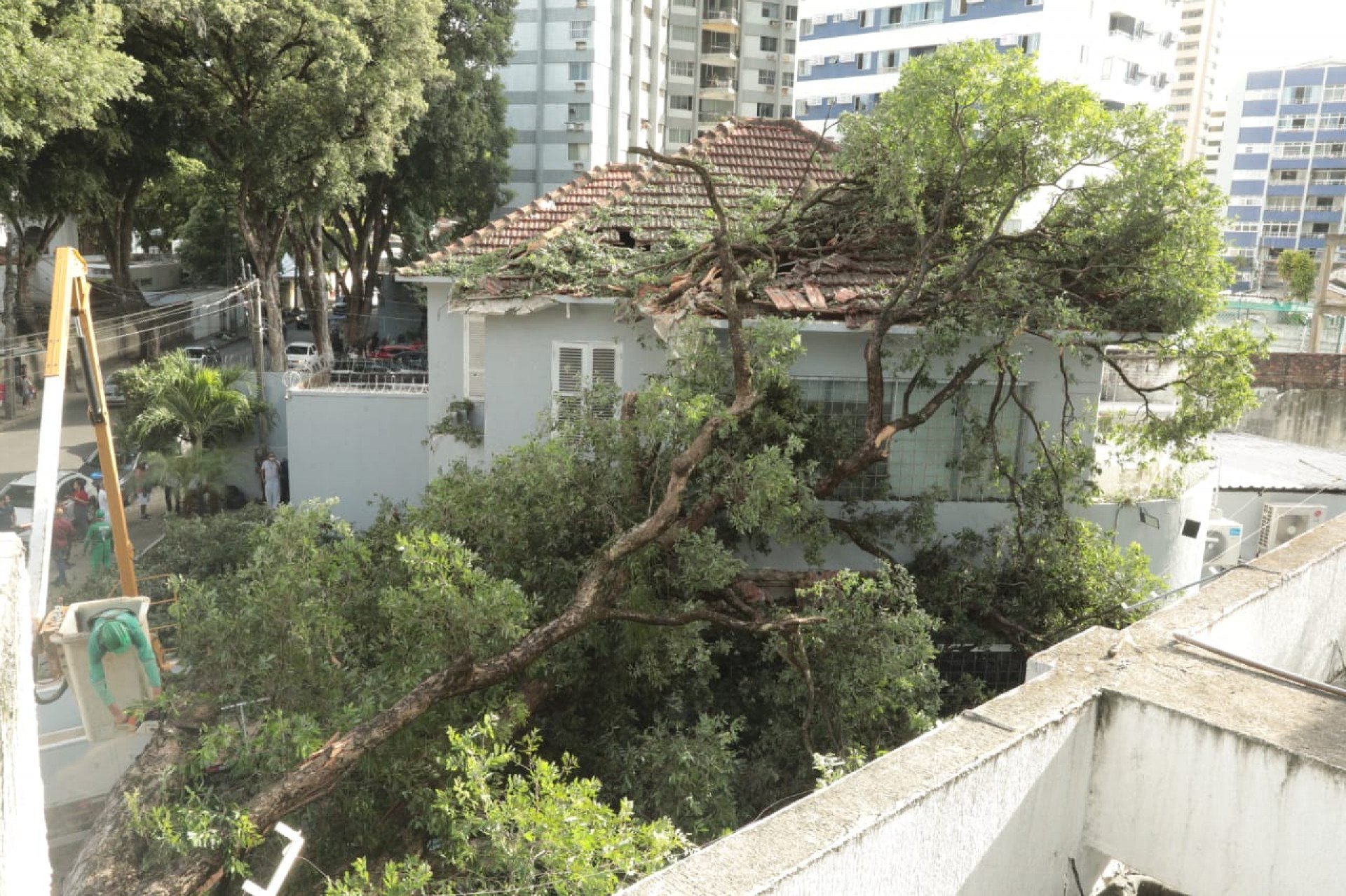 Árvore de grande porte caiu no bairro do Espinheiro e feriu duas mulheres