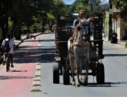 Recife inicia censo para cadastrar condutores de veículos de tração animal; veja como participar