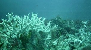 Edital do BNDES destina R$ 43 milhões para proteção de ilhas oceânicas