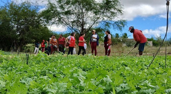 Projeto Quintais Produtivos fortalecem a agricultura familiar no Nordeste