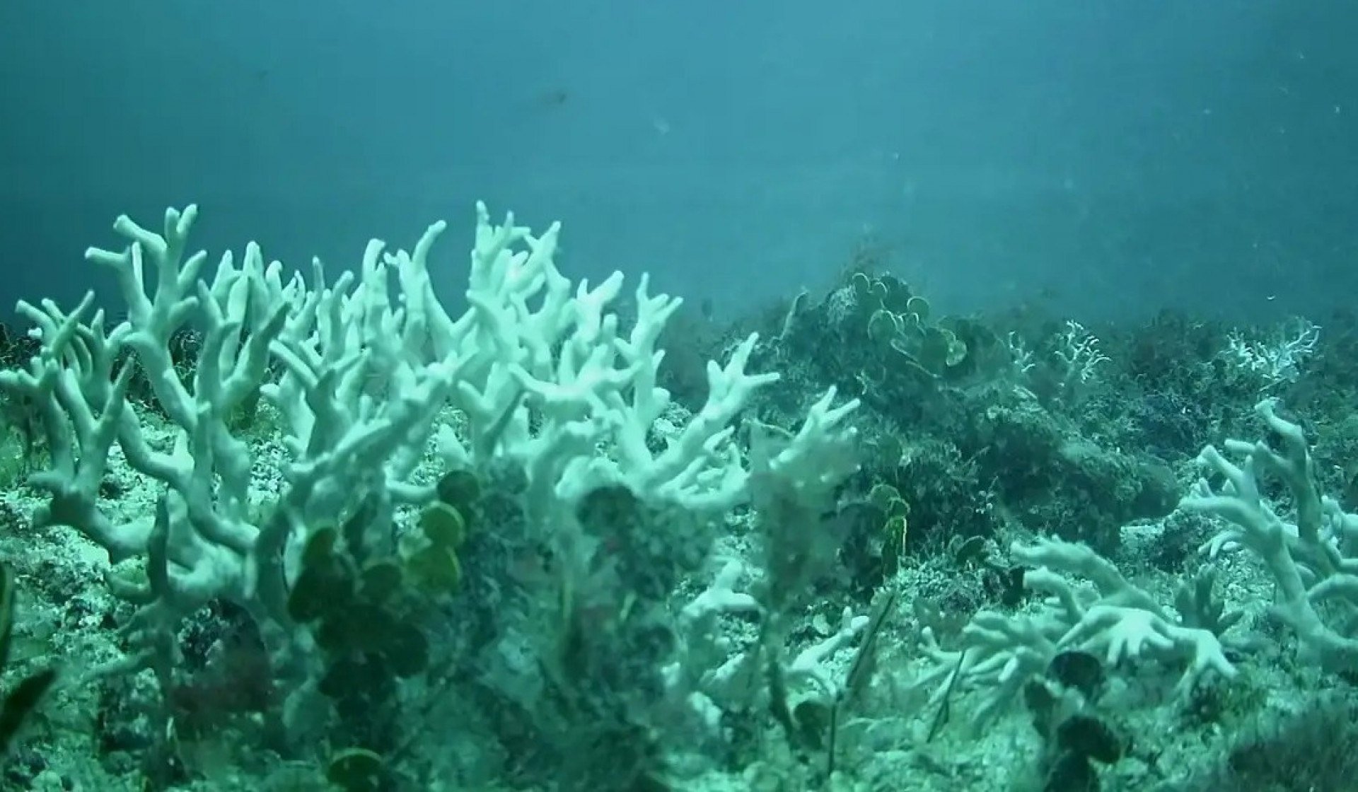 Edital do BNDES destina R$ 43 milhões para proteção de ilhas oceânicas
