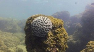A biofábrica mantém uma área destinada à pesquisa e à visitação pública em Porto de Galinhas
