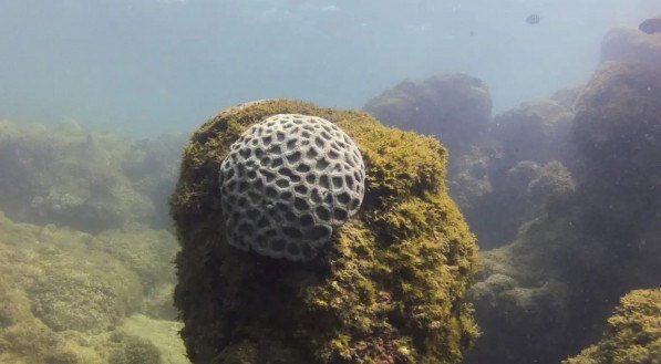 A biofábrica mantém uma área destinada à pesquisa e à visitação pública em Porto de Galinhas