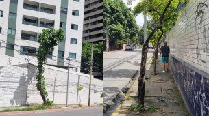 Árvores frágeis e mal plantadas 
