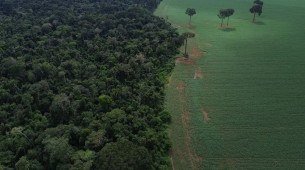 Florestas públicas não destinadas são ameaçadas por crimes ambientais

