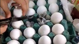 Polícia Civil de Pernambuco encontrou maconha dentro de ovos em tentativa de suspeito levar drogas para dentro do Presídio de Igarassu