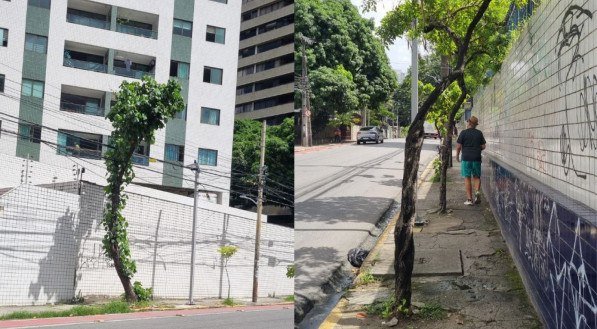 Voz do Leitor, 06/06: Árvores frágeis e mal plantadas no Recife