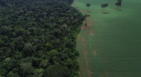 Florestas públicas não destinadas são ameaçadas por crimes ambientais