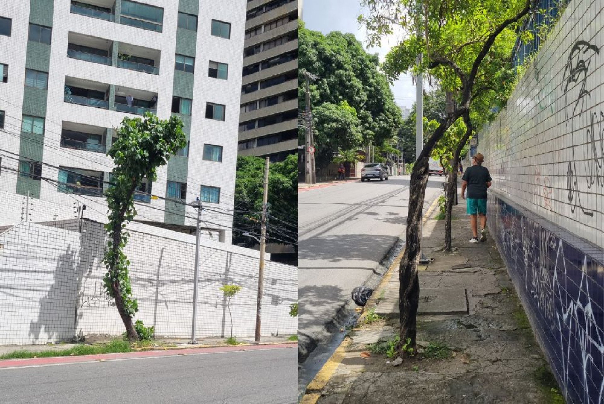 Voz do Leitor, 06/06: Árvores frágeis e mal plantadas no Recife