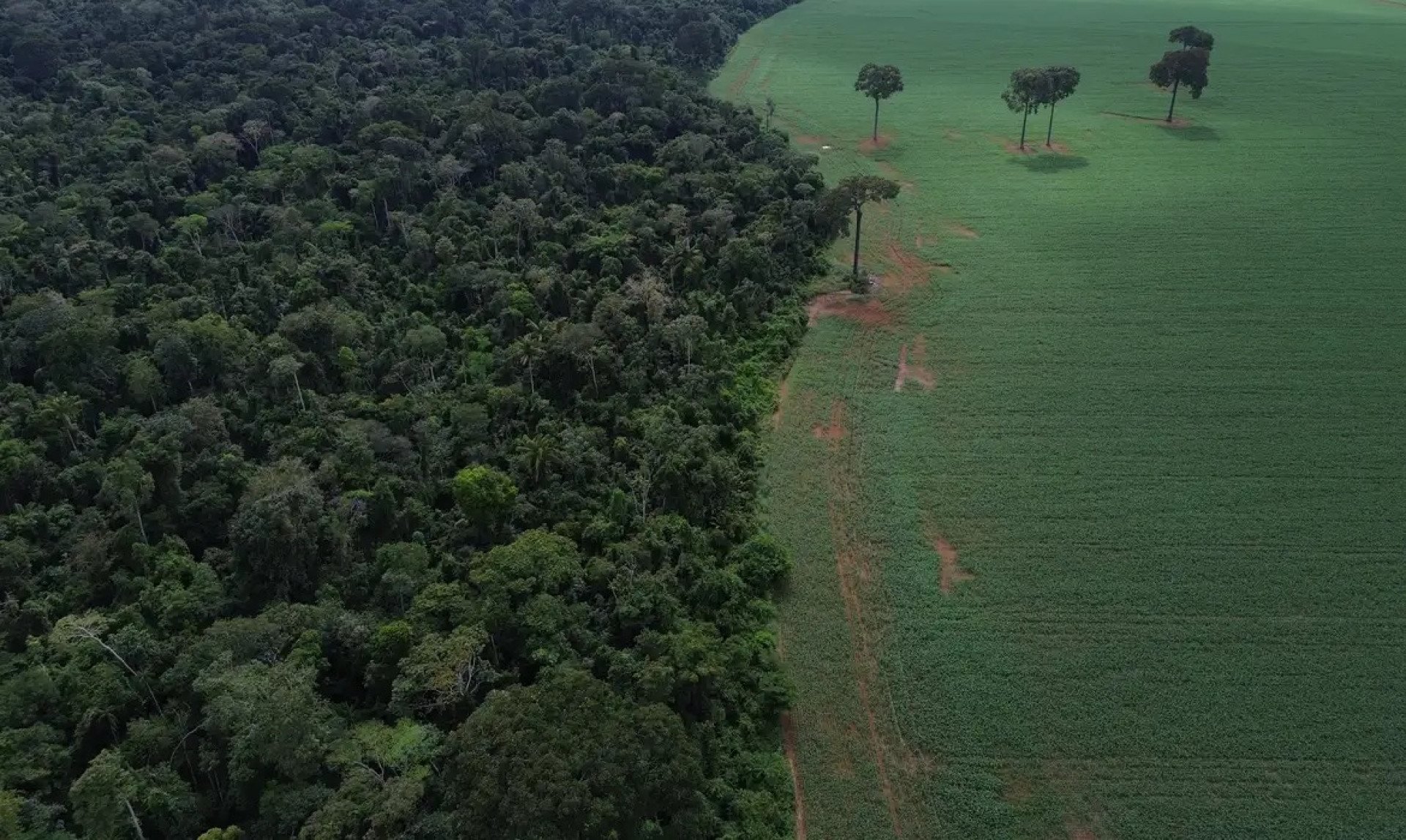 amazonia